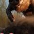 Top 100 Wild Boar Hunts Of Boars And Hunters SEASON 4