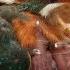 Kingfisher Footage Taken Inside Its Nest Inspires Bird Painting My Wildlife Art Robert E Fuller