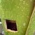 Our 2023 Corpse Flower Blooming Shorts