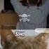 He Is Very Proud Cat Meme Dance Trending SUBSCRIBE