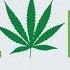 The God Plant HD Trailer Weed Documentary 2018