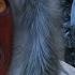 Far Cry 4 Stealth Kills Kill Or Be Killed