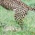 Territorial Shift A Magical Leopard Encounter And Cheetah Cubs At Play Virtual Safari 271