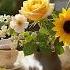 Happy Spring Morning Jazz Outdoor Coffee Shop Ambience Smooth Piano Jazz Music For Relax Study