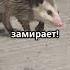 Топ 3 животных которые могут отключать своё сердце топ3 факты книгаживотных хочуфакты