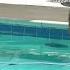 Mama Bear 2 Cubs Swim In Pool And Play With Shoes Arcadia CA