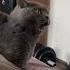 A NEW EVIL CAT VIDEO HAS SURFACED