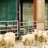 Hello Ewe Tractor Ted Full Episode Big Machines Tractors For Kids