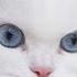 Cat Showreel Lilo Classic Persian Sit Wait