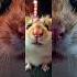 Adorable Hamster Shows Off HUGE Eyes Must See Cottoneyejo