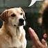 5 Amazing Facts About Dogs You Never Knew