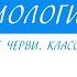 7 класс Биология Тип круглые черви Класс нематоды