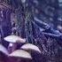 Lichen8 AKA E Mantra Skywatcher