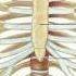 Anatomy The Sternum Rib Cage Vertebrae