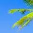 Virtual Beach 10 Hour Heavenly Relaxing Beach Palm Tree Ocean Breeze And Calm Waves