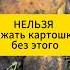 Нельзя сажать картошку без этого дача огород сад подкормка картофель фитофтора