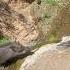 Amazing Wild Boar Jumping Waterfall Warthog Pig Boar Viral Animal Wildpig Wildboar Wildlife