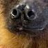 Meet The World S Oldest Bat Who Is Too Old To Fly But Loves To Sunbathe SWNS