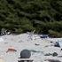 38 Million Pieces Of Plastic Trash Cover This Remote Island National Geographic