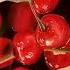 How To Draw Cherry With Colour Pencil Realistic Cherries Drawing Tutorial EnhanceCreativity