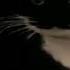 Maxwell The Cat But It S Rap God Memes Funny Cat Cats Maxwell Viral