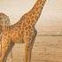 Southern African Wildlife A Battle For Every Water Drop