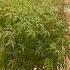 Head S Up To This Gas Junkie Ready For Flowering Slowedandreverb