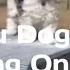 Shihtzu Dog Tries Agility At The Dog Park