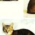 CAT Documentary