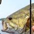 71 BASS ON TOPWATER Dream Day Fishing Rainy Lake