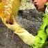 The Full Process Of Harvesting Pure Natural Honey Experience The Hard Work