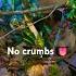 Chameleon Nature Rainbow Cringe Dinner Dinosaur Alien Vibes Random Music Fyp Cricket Ye