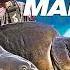 How To Fish Gigantica Main Lake Korda