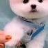 Dog Videos Cute Puppies Dog Puppy Shorts