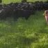 Serenading My Cows With 6 Trombones Mother By Meghantrainor Arr Lucas Hulett Farm Cow