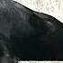 Cantanca Ser Original Mix Flat Coated Retriever