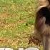 Gelada Vs Gelada World S Deadliest