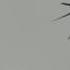 A Swallow Tailed Kite Flying