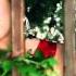 New Afghan SONG Mast Qataghani Song 2012 Video 2011 By Edris Sejadi Baran