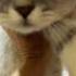 从手指大养到十五斤 猫咪怼脸拍