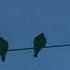 Regina Spektor Two Birds Slowed Reverb