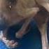 Escaped A Meat Truck Just Skin And Bone How Could Anyone See A Skinny Puppy Like Her As Food