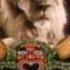 Metro Goldwyn Mayer Logos