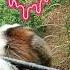 Saint Bernard Barking Loudly Shorts