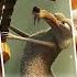 Ice Age 2002 But 540 Faster Movie Clips