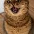 Cat S Evil Laugh
