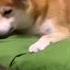 Animali Divertenti Cani E Gatti Divertenti Video Di Animali Divertenti 2023 Foryou Viral