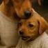 The Poor Puppy Was Attacked But His Mom Showed Them A Mother S Wrath Mothersday