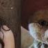 Chopper Reveal And Live Action Chatting