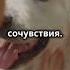 Новая стадия эволюции собак Собаки Одомашнивание НаукаОЖивотных Эволюция